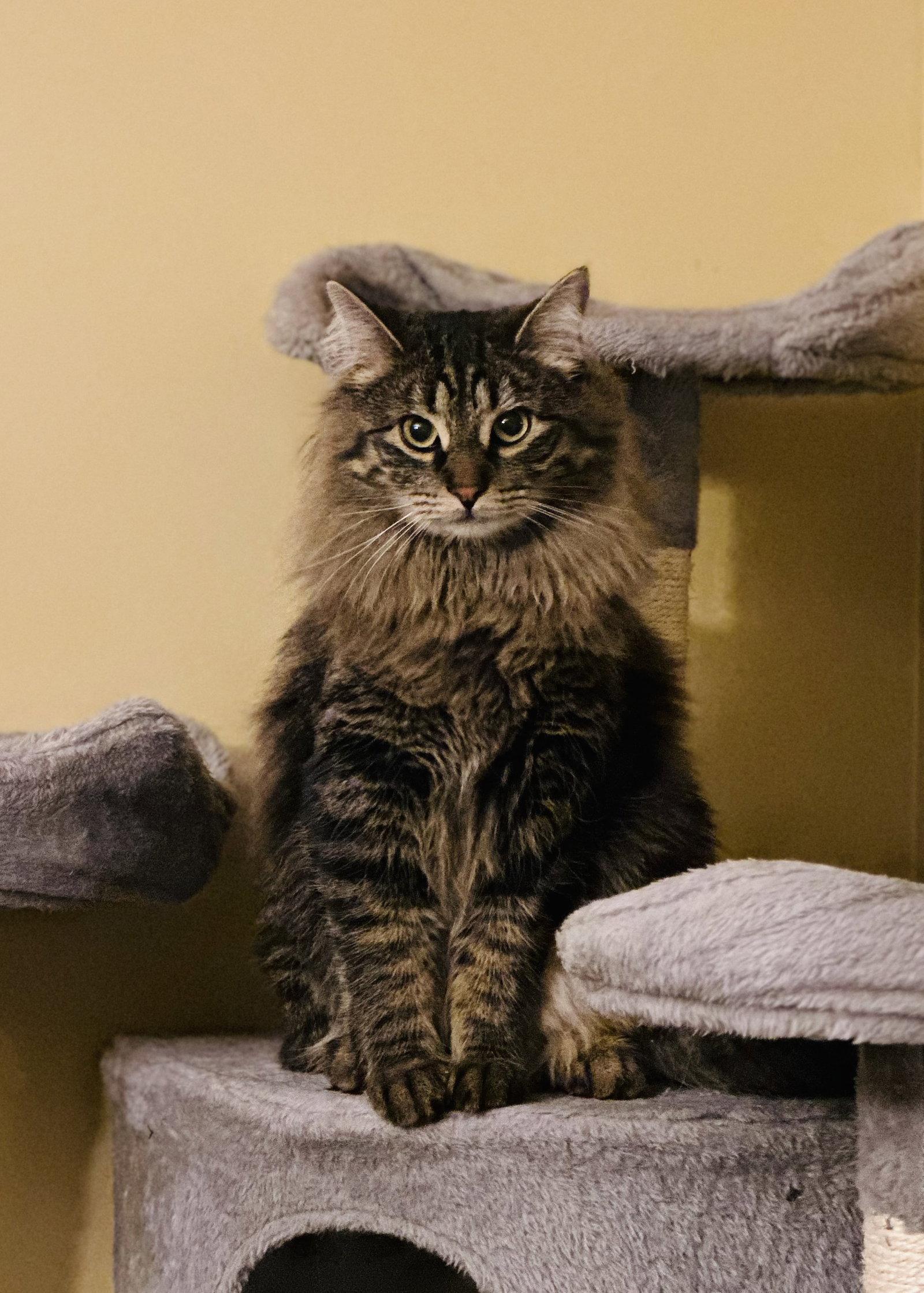 Enlarge Sophie W/ Gracie, a Adopted Domestic Long Hair in Stewartsville, NJ image 2/3