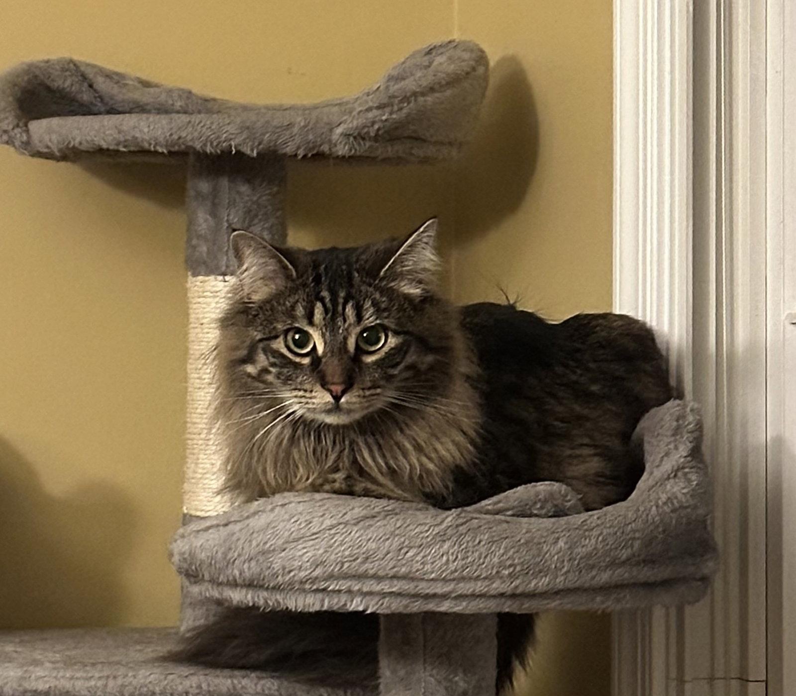 Enlarge Sophie W/ Gracie, a Adopted Domestic Long Hair in Stewartsville, NJ image 3/3
