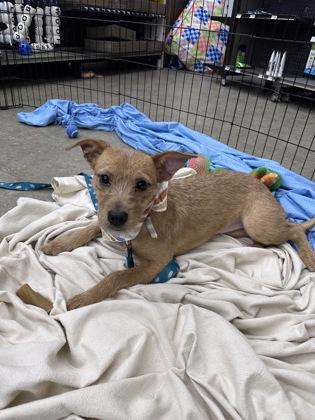 Enlarge Dobby, a Adoptable mixed breed in Moses Lake, WA image 1/1