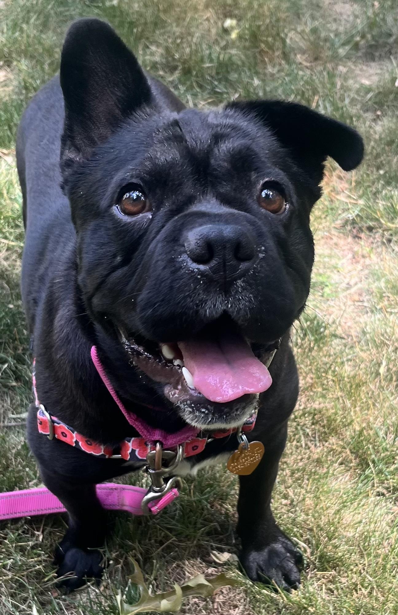 Peppa, adoptable, Adult Male Mixed Breed.