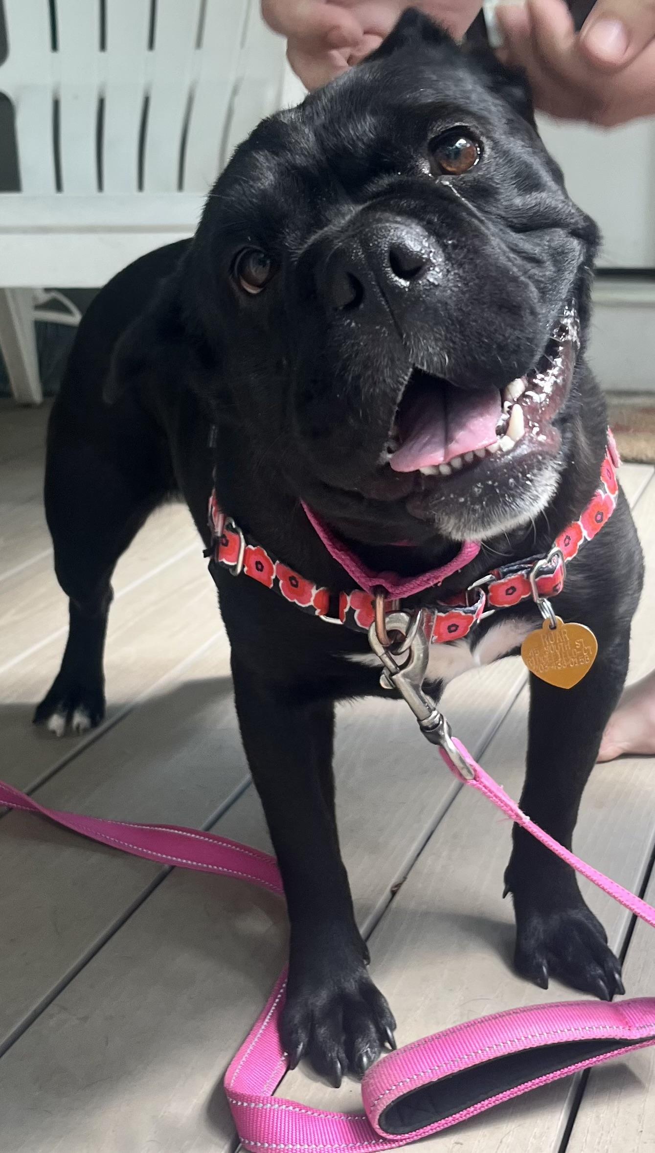 Enlarge Peppa, an adoptable Mixed Breed in Ridgefield, CT image 2/6