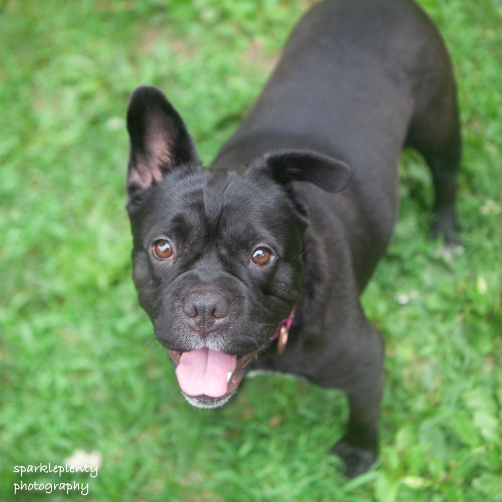 Enlarge Peppa, an adoptable Mixed Breed in Ridgefield, CT image 3/6