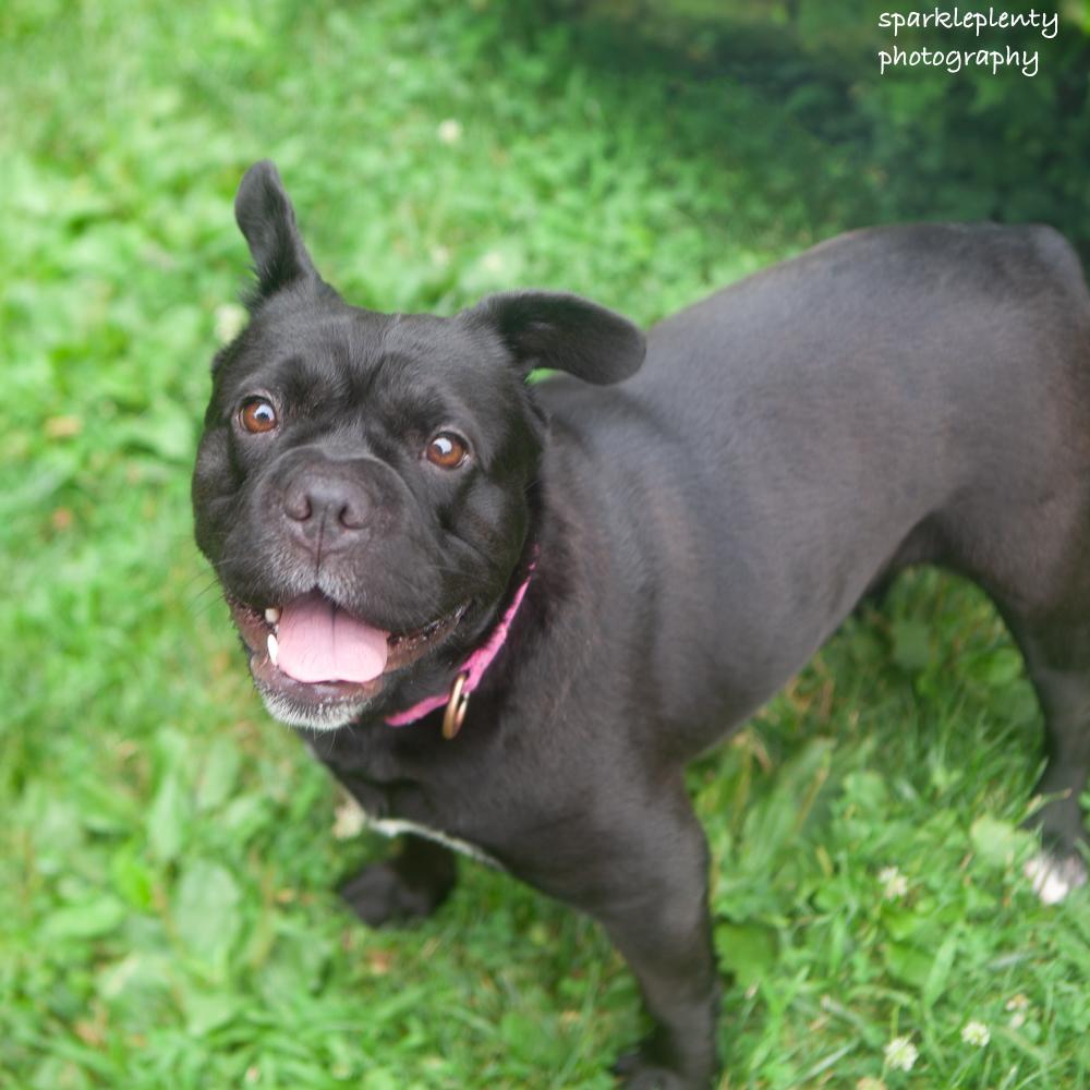 Enlarge Peppa, an adoptable Mixed Breed in Ridgefield, CT image 2/6