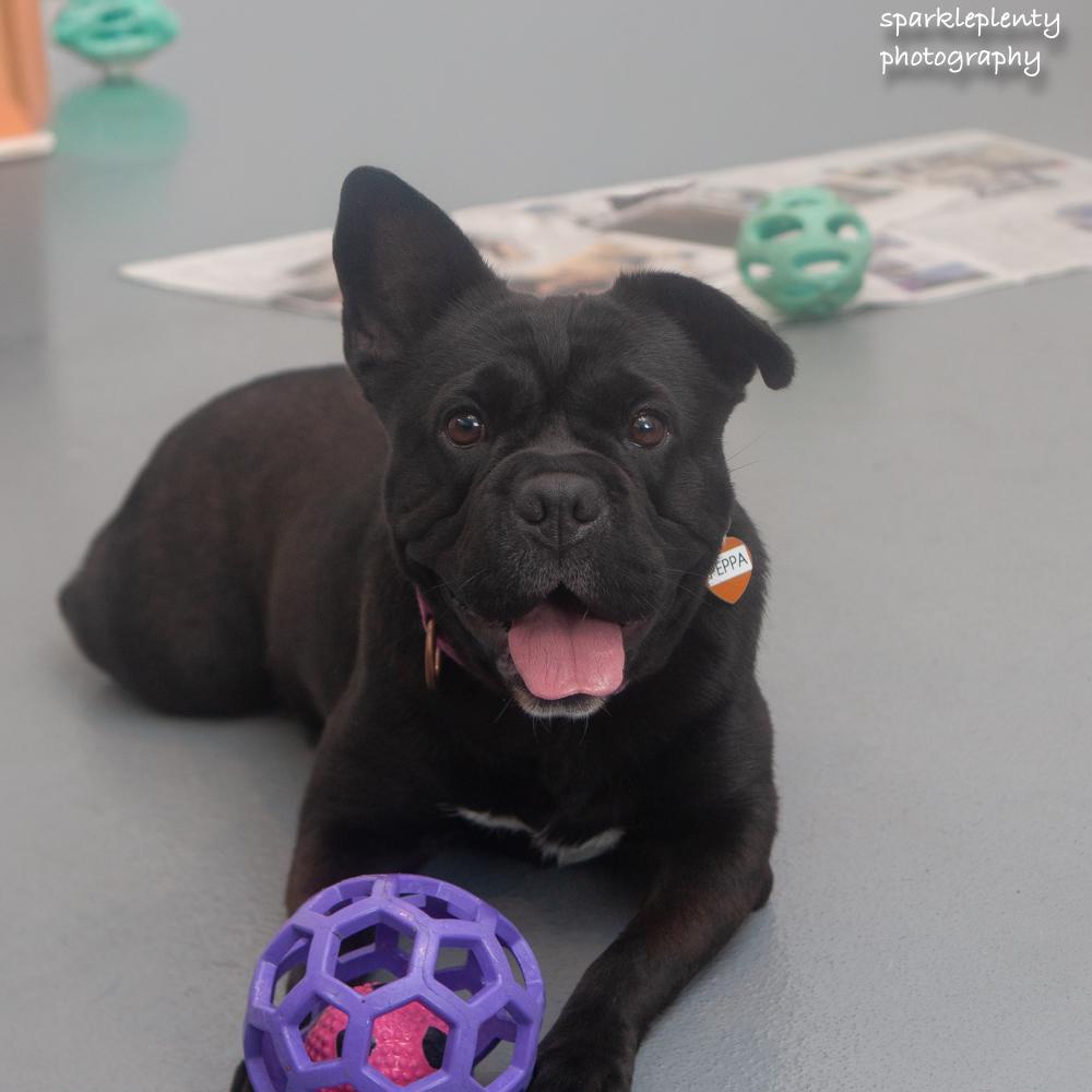 Enlarge Peppa, a Adoptable mixed breed in Ridgefield, CT image 1/6