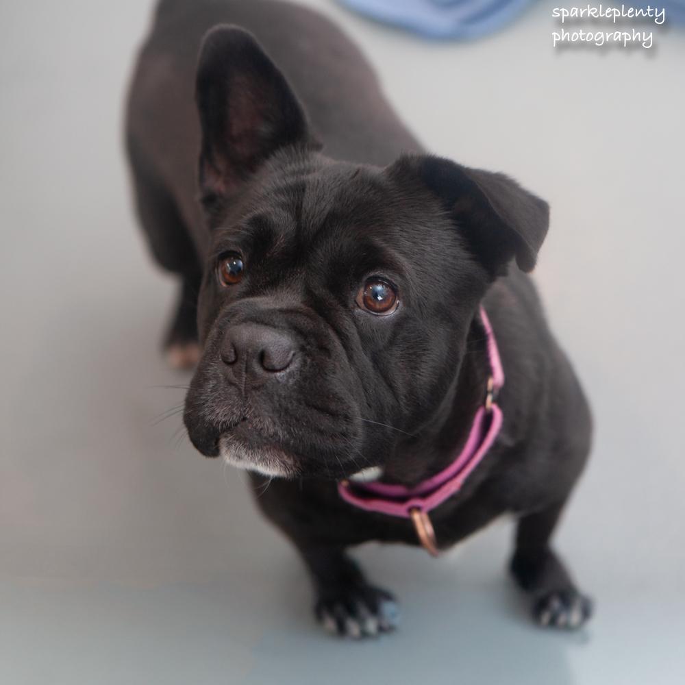 Enlarge Peppa, a Adoptable mixed breed in Ridgefield, CT image 3/6