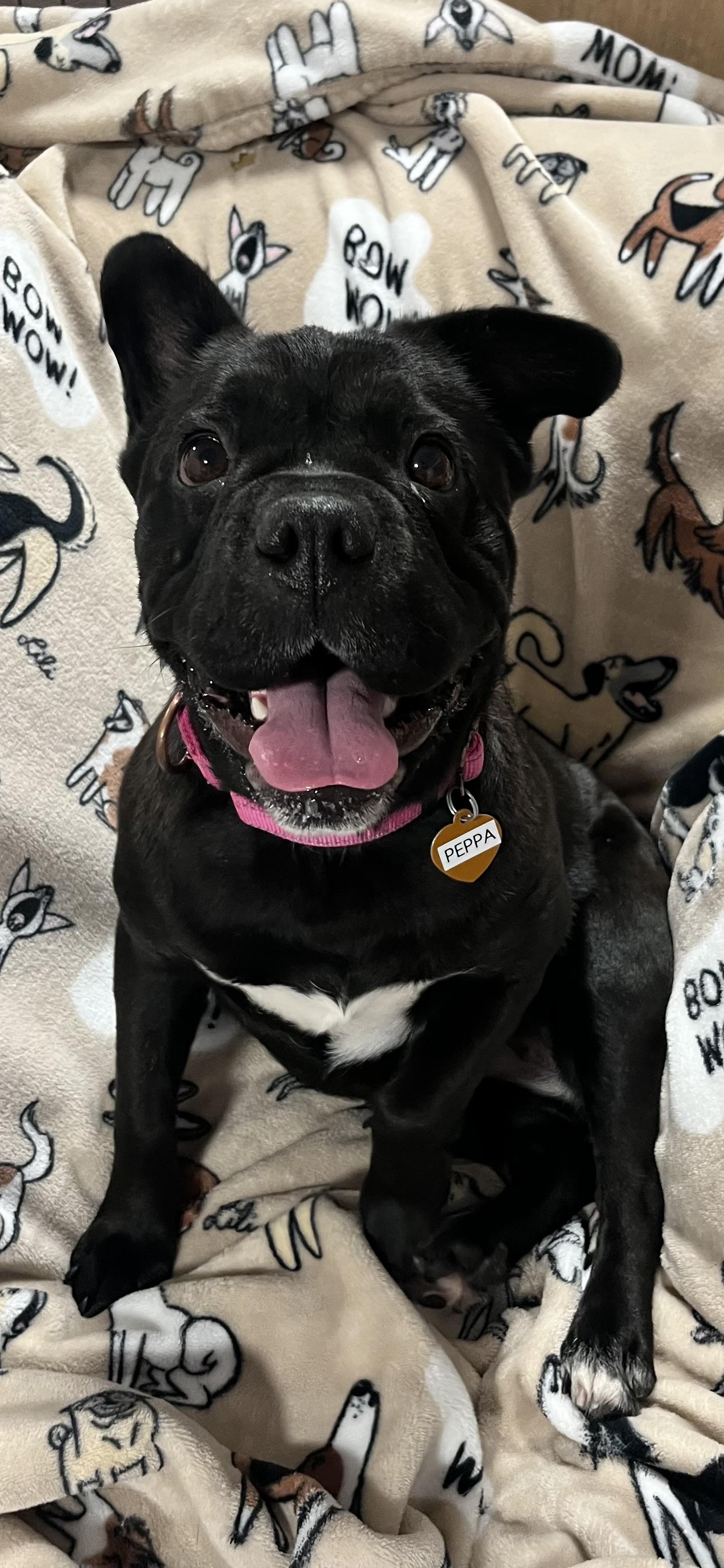 Enlarge Peppa, an adoptable Mixed Breed in Ridgefield, CT image 5/6