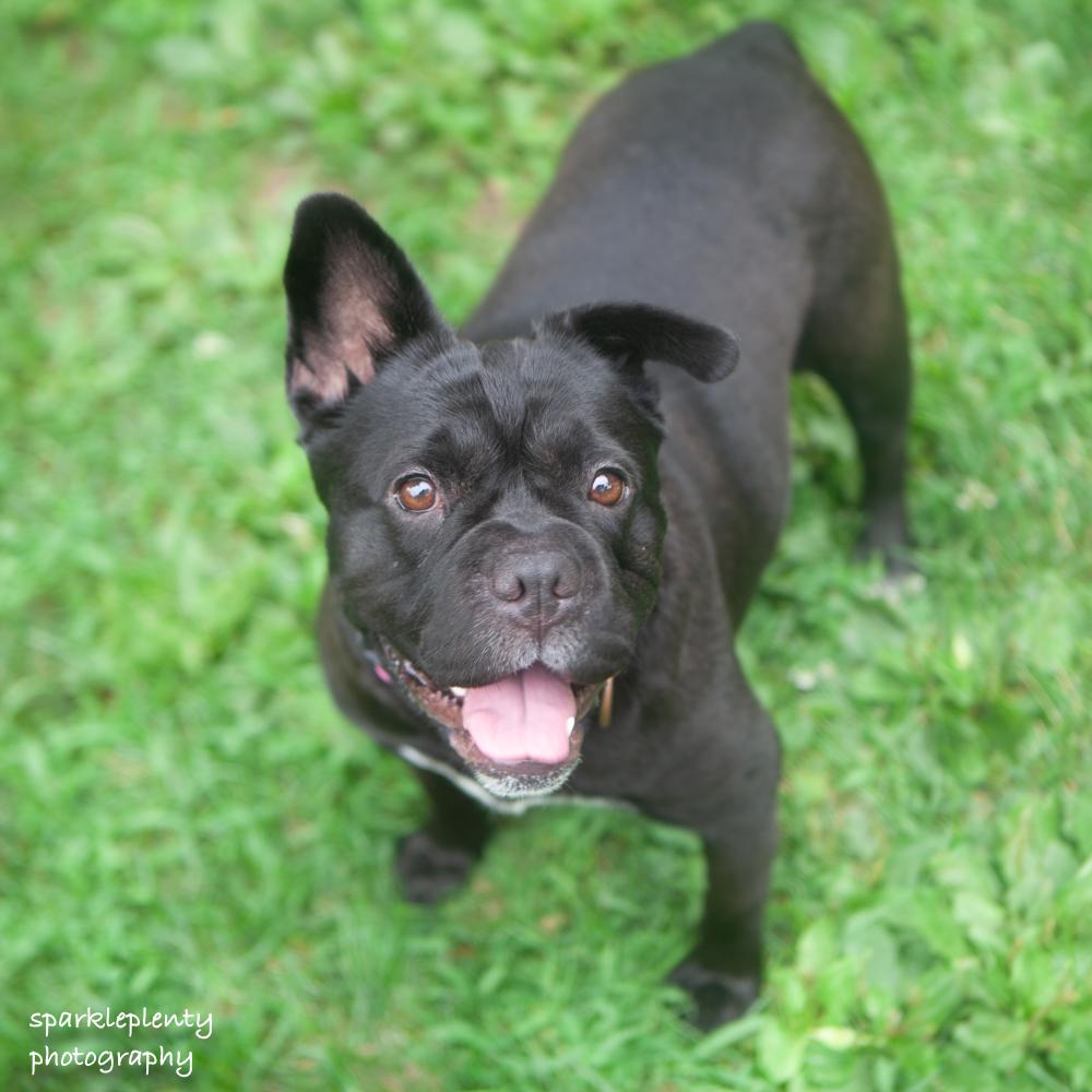 Enlarge Peppa, an adoptable Mixed Breed in Ridgefield, CT image 1/6
