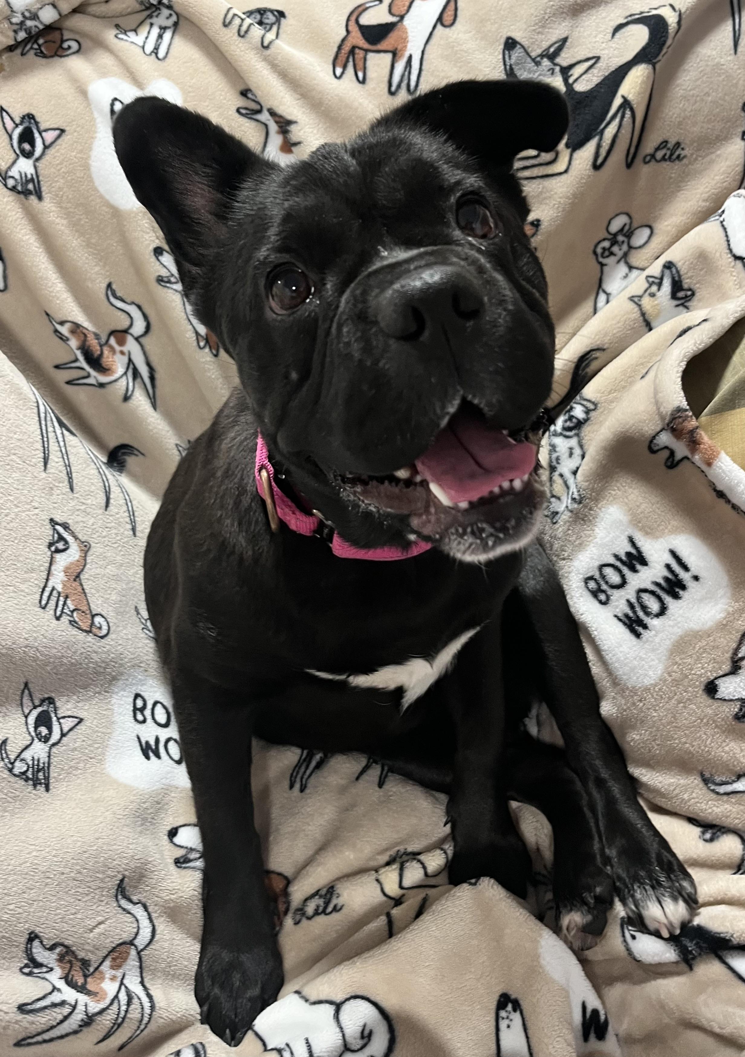 Enlarge Peppa, an adoptable Mixed Breed in Ridgefield, CT image 3/6