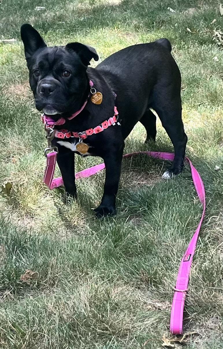 Enlarge Peppa, an adoptable Mixed Breed in Ridgefield, CT image 4/6