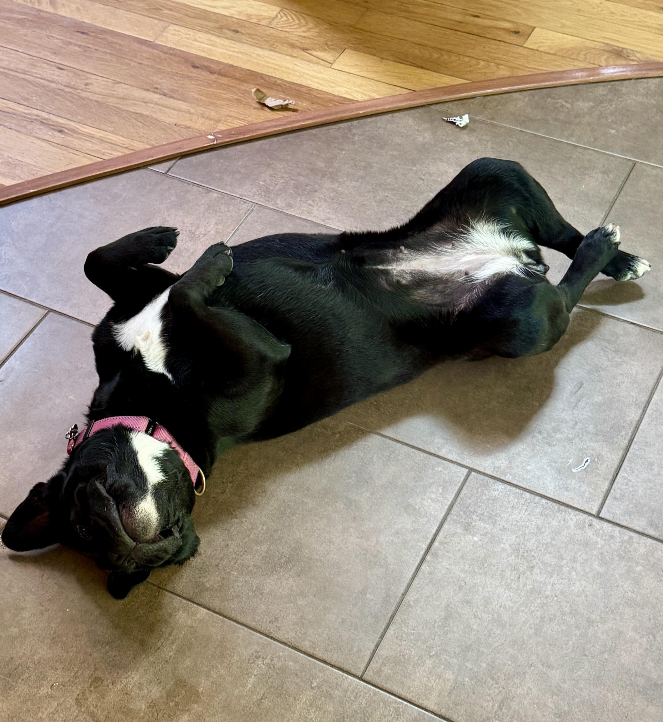 Enlarge Peppa, an adoptable mixed breed in Ridgefield, CT image 3/6