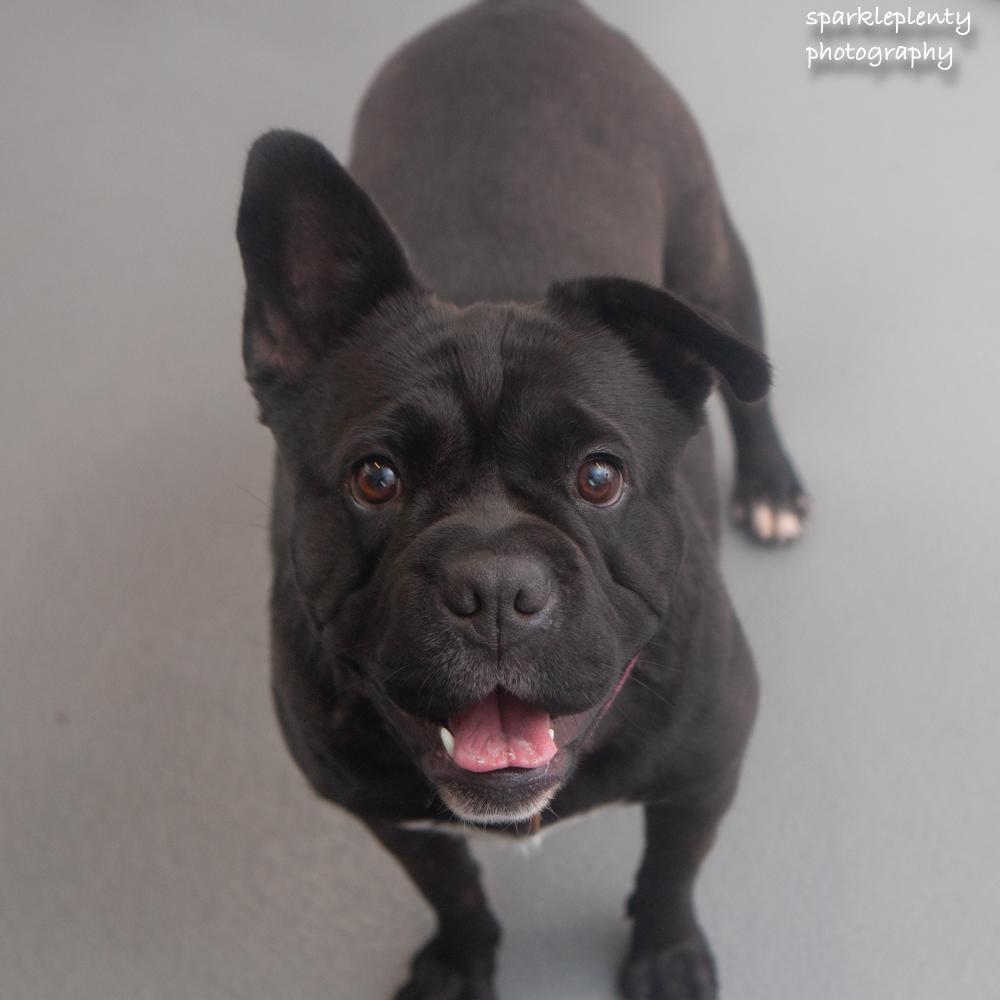 Enlarge Peppa, a Adoptable mixed breed in Ridgefield, CT image 5/6