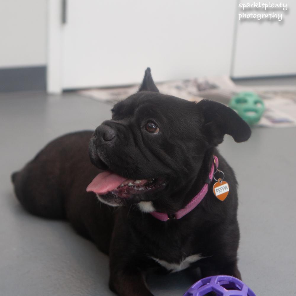 Enlarge Peppa, a Adoptable mixed breed in Ridgefield, CT image 2/6