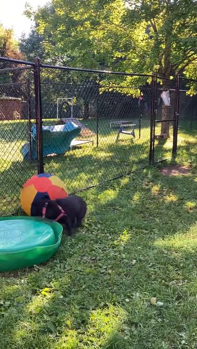 Enlarge Peppa, an adoptable mixed breed in Ridgefield, CT video 4/5