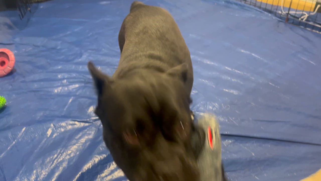 Enlarge Peppa, an adoptable Mixed Breed in Ridgefield, CT video 6/6