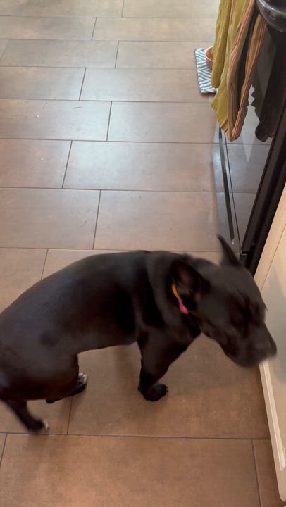 Enlarge Peppa, an adoptable mixed breed in Ridgefield, CT video 4/6