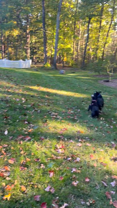 Enlarge Peppa, a Adoptable mixed breed in Ridgefield, CT video 5/6