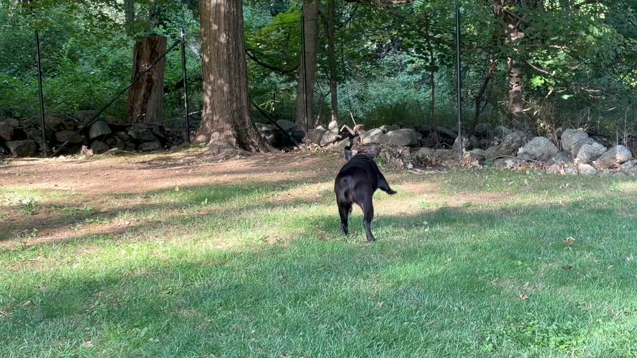 Enlarge Peppa, a Adoptable mixed breed in Ridgefield, CT video 6/6