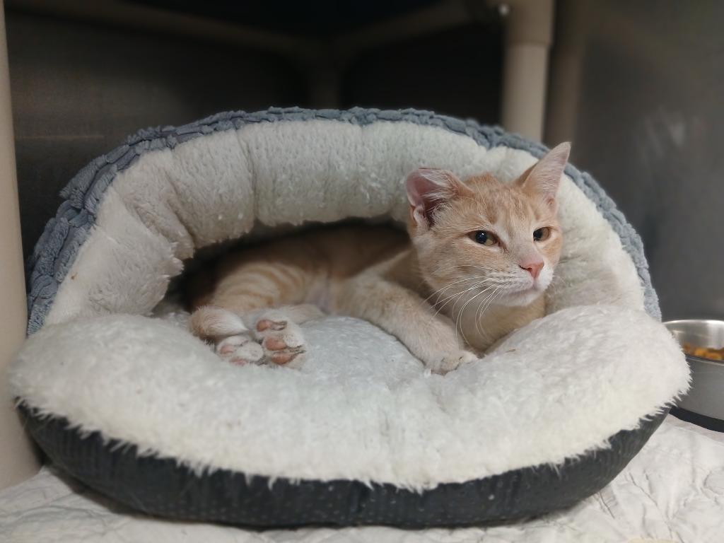 Davina, a Adoptable mixed breed in Ladysmith, WI image 2/2