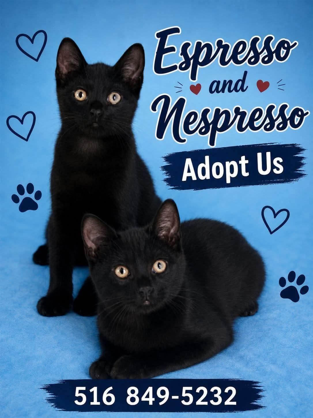 Espresso, Adopted, Young Male Domestic Short Hair.