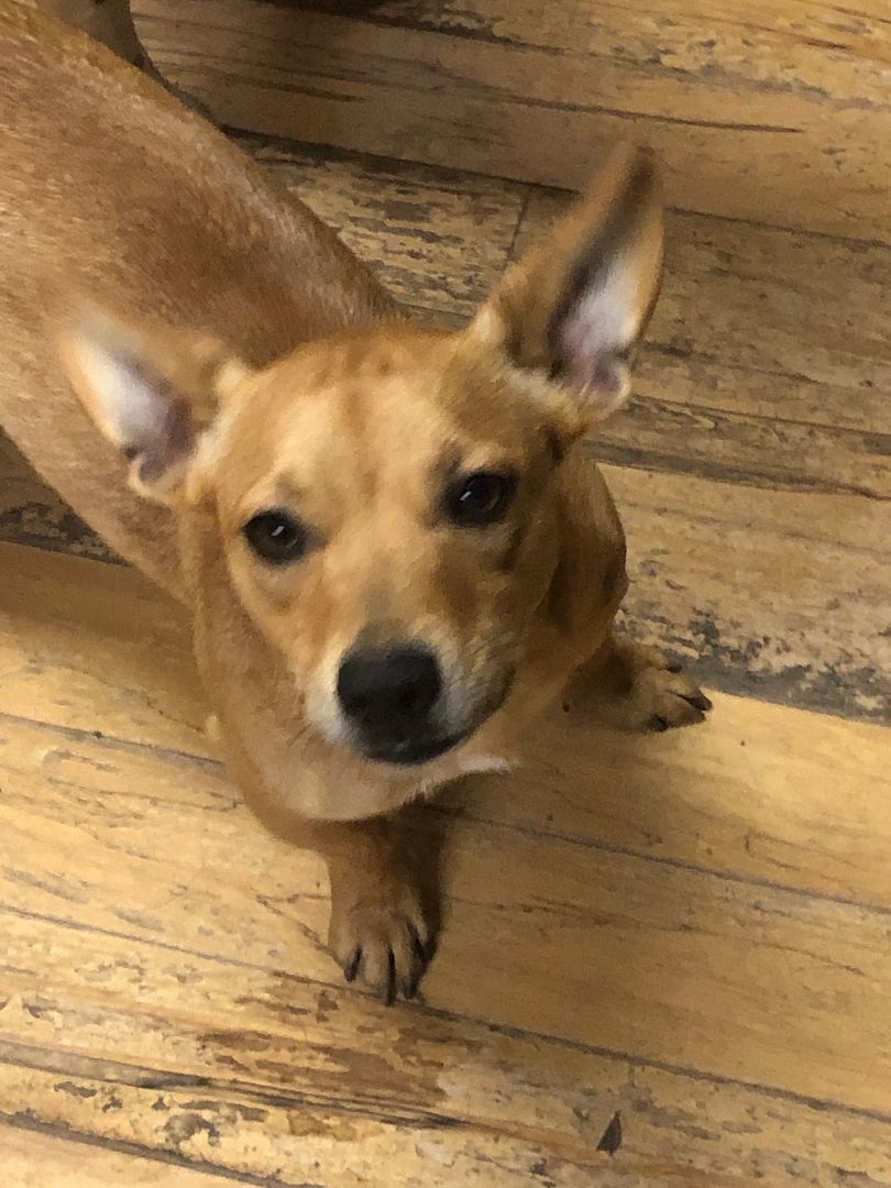 Claire, Young Female Chihuahua