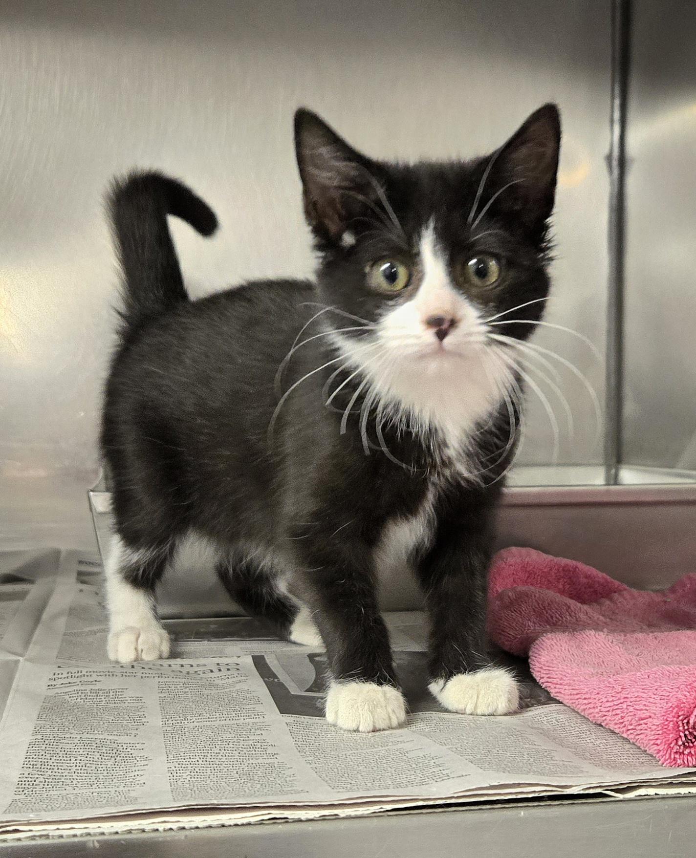 Reese, ADOPTABLE, Kitten Female Domestic Short Hair.