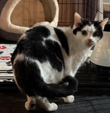 Cindy, a Adoptable Domestic Short Hair in CANONSBURG, PA image 2/4