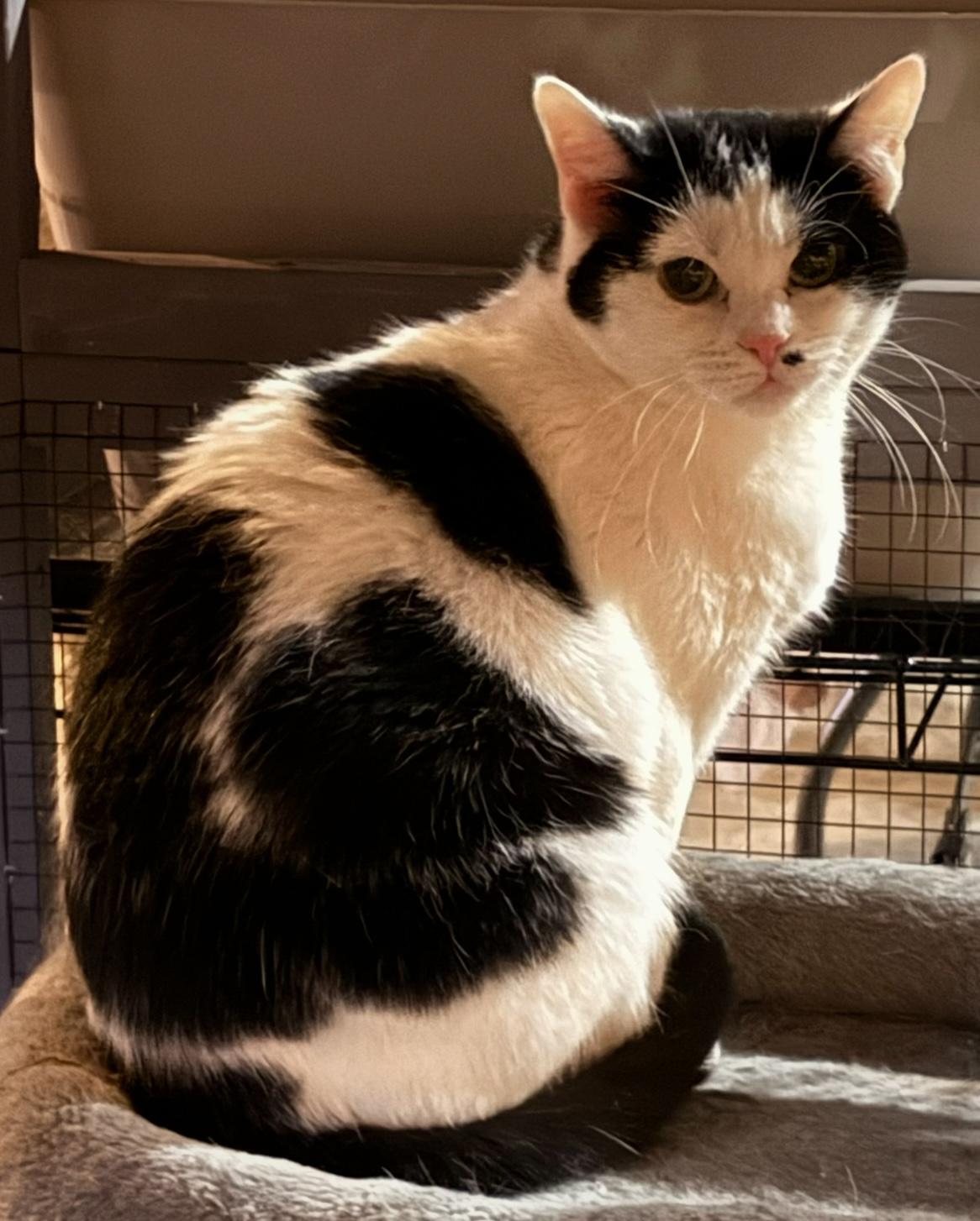 Cindy, a Adoptable Domestic Short Hair in CANONSBURG, PA image 3/4