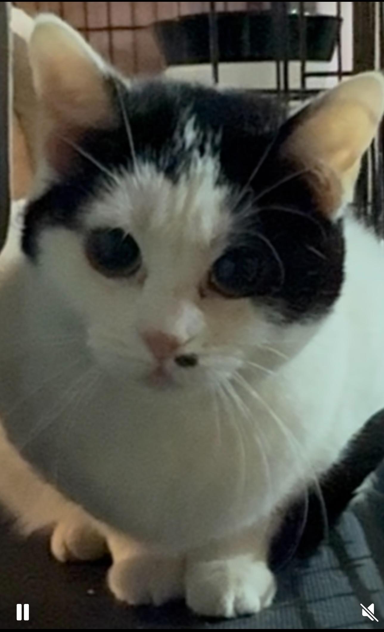 Cindy, a Adoptable Domestic Short Hair in CANONSBURG, PA image 4/4