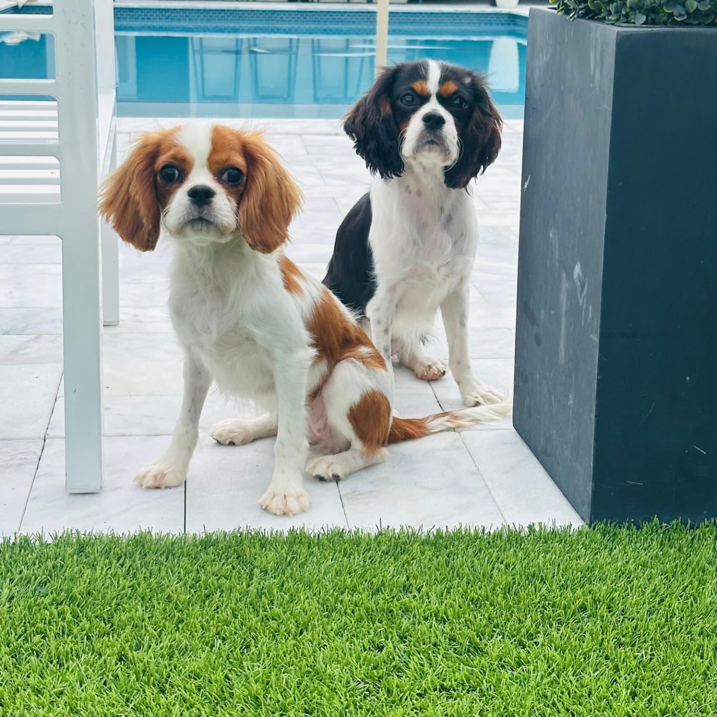 Mavis and Lottie (BONDED PAIR), Adopted, Young Female Cavalier King Charles Spaniel.