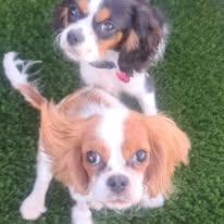 Enlarge Mavis and Lottie (BONDED PAIR), a Adopted Cavalier King Charles Spaniel in Miami, FL image 5/5