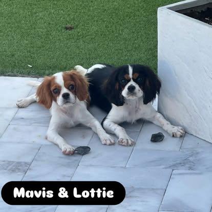 Enlarge Mavis and Lottie (BONDED PAIR), a Adopted Cavalier King Charles Spaniel in Miami, FL image 2/5