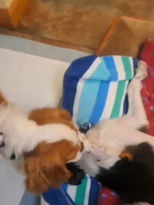 Enlarge Mavis and Lottie (BONDED PAIR), a Adopted Cavalier King Charles Spaniel in Miami, FL video 3/5