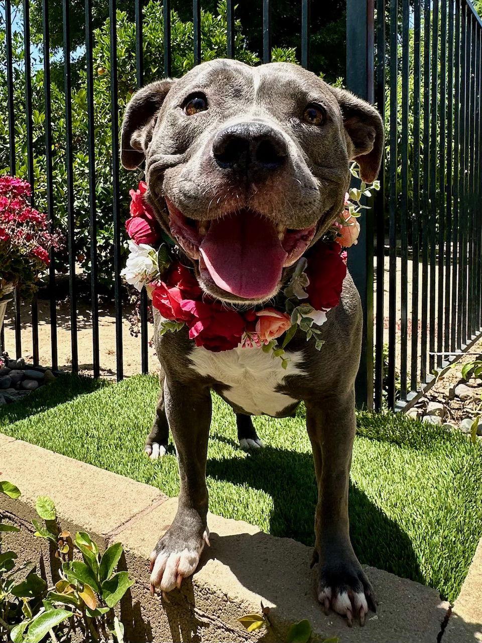 Skye, a Adopted mixed breed in Redlands, CA image 1/3