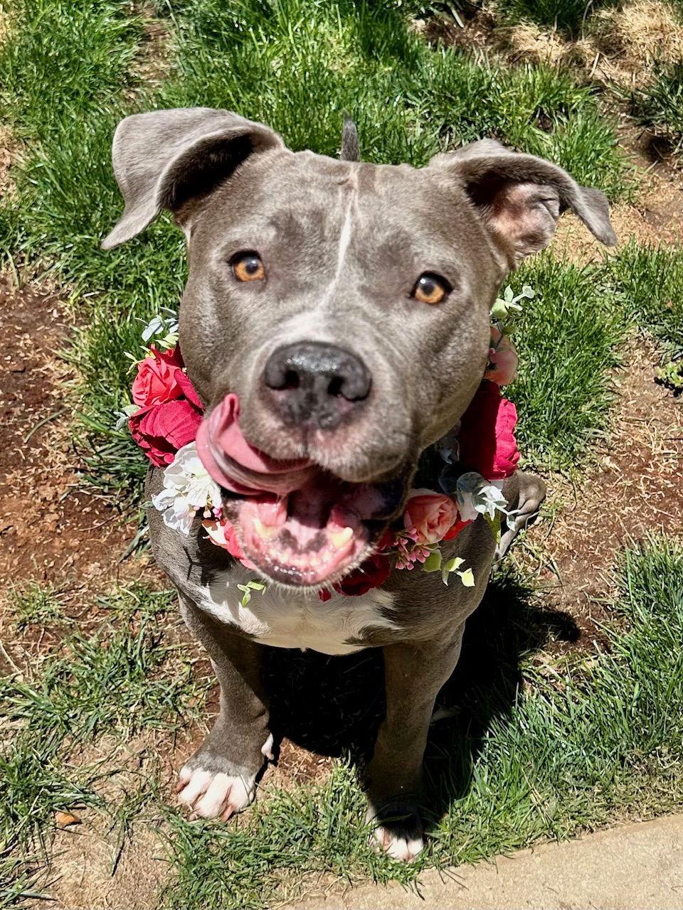 Skye, a Adopted mixed breed in Redlands, CA image 3/3