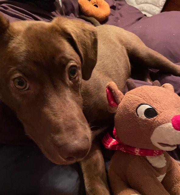 Enlarge Hershey, an adopted mixed breed in Carneys Point, NJ image 5/5