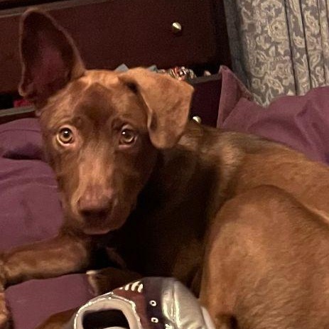 Enlarge Hershey, an adopted mixed breed in Carneys Point, NJ image 2/5