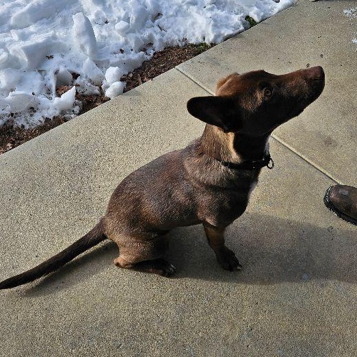 Enlarge Hershey, an adopted mixed breed in Carneys Point, NJ image 4/5