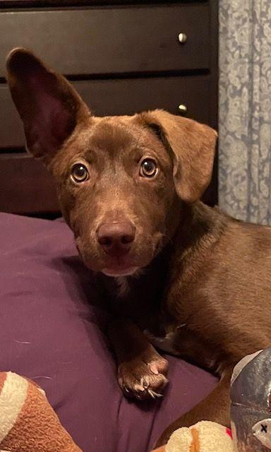 Enlarge Hershey, an adopted mixed breed in Carneys Point, NJ image 1/5