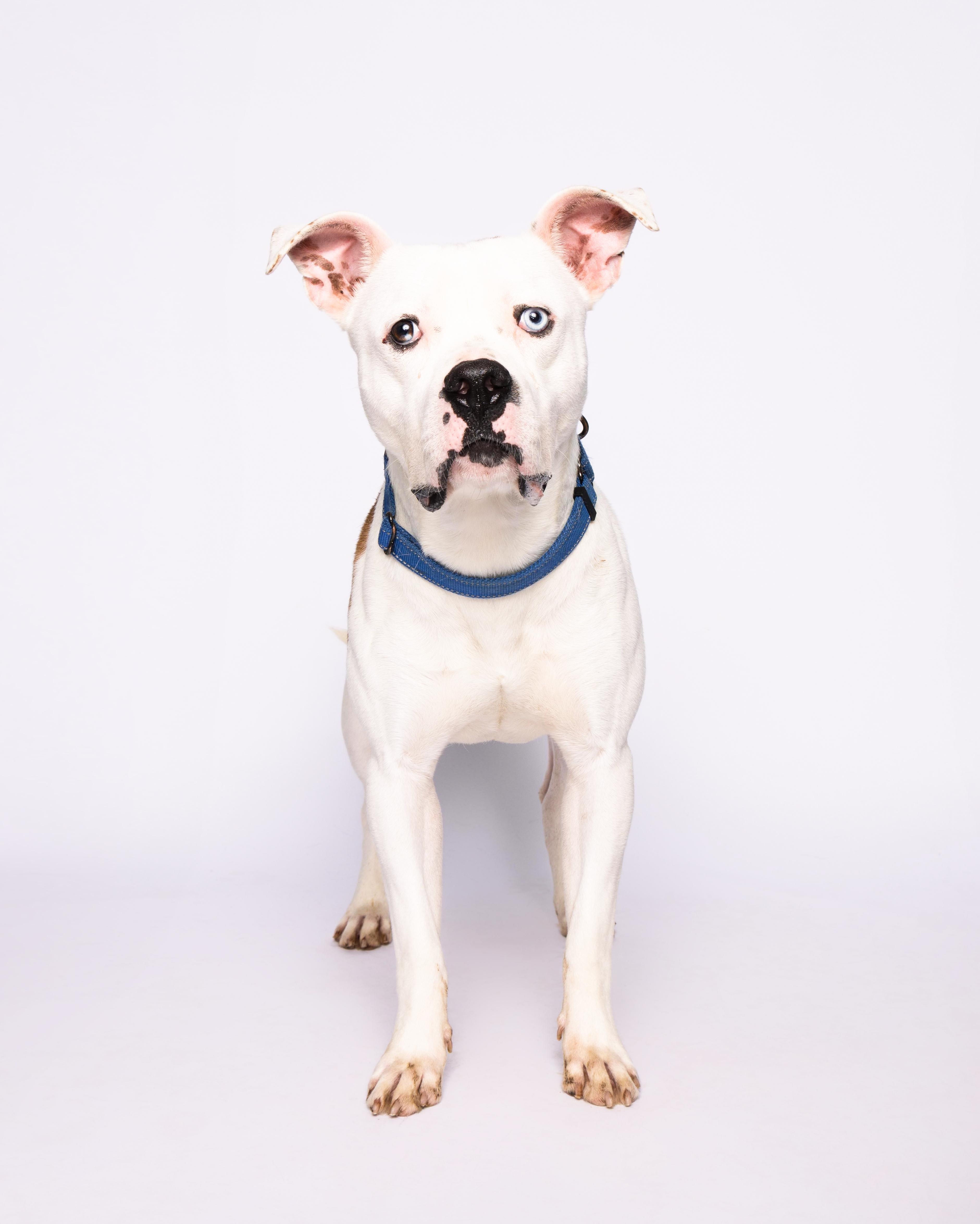 Nelly, a Adoptable American Staffordshire Terrier in Waterloo, IA image 3/6