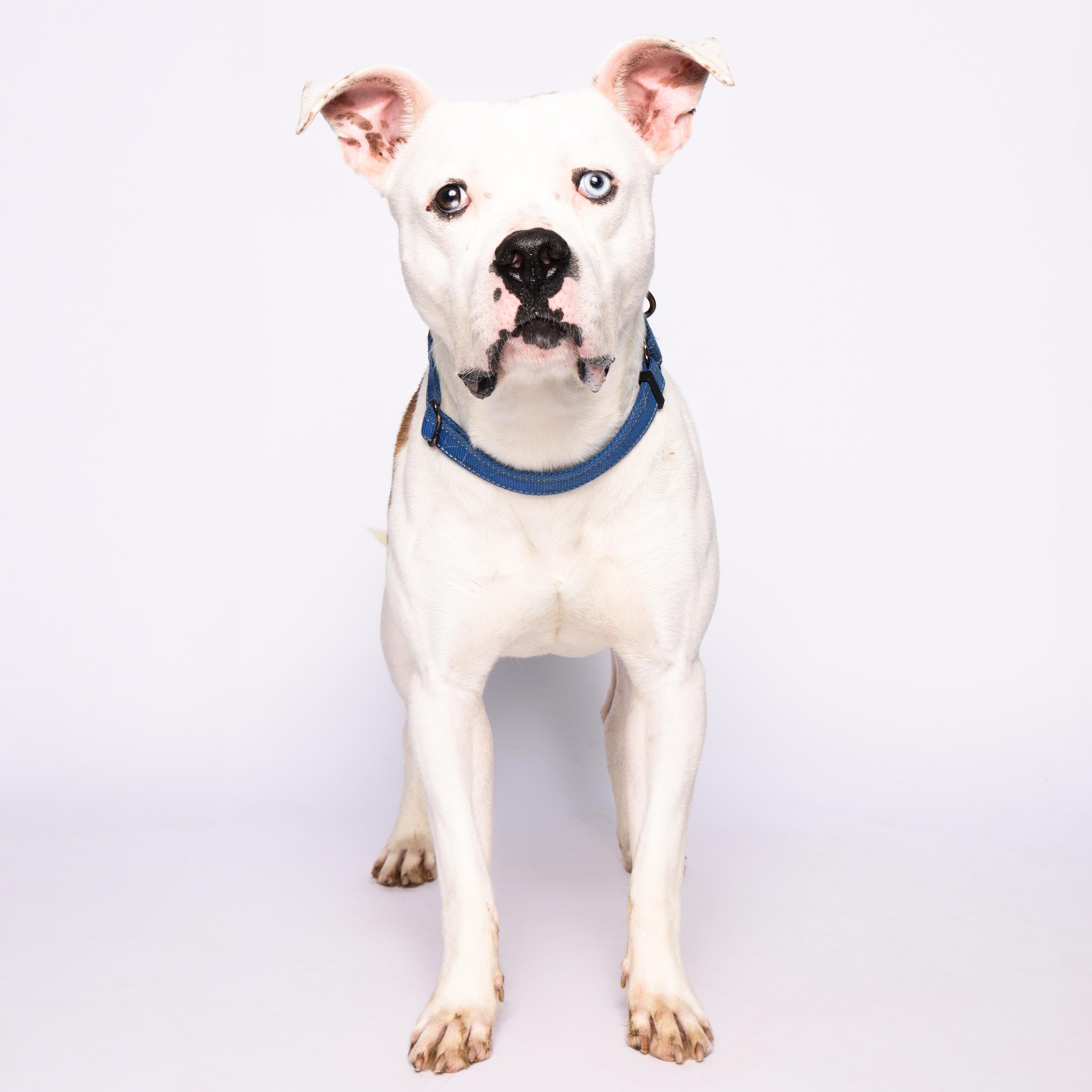 Nelly, a Adoptable mixed breed in Waterloo, IA image 5/5