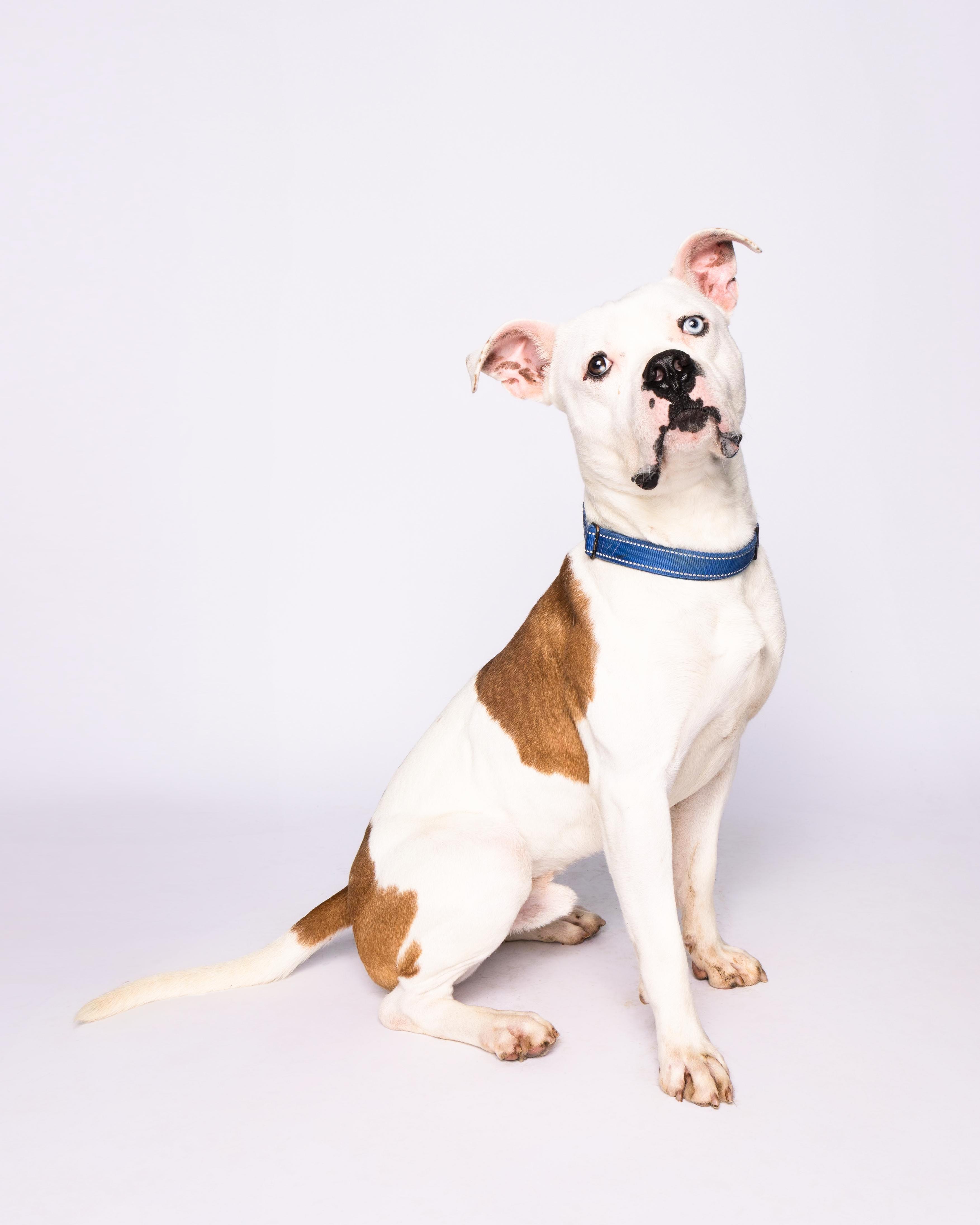 Nelly, a Adoptable American Staffordshire Terrier in Waterloo, IA image 1/6