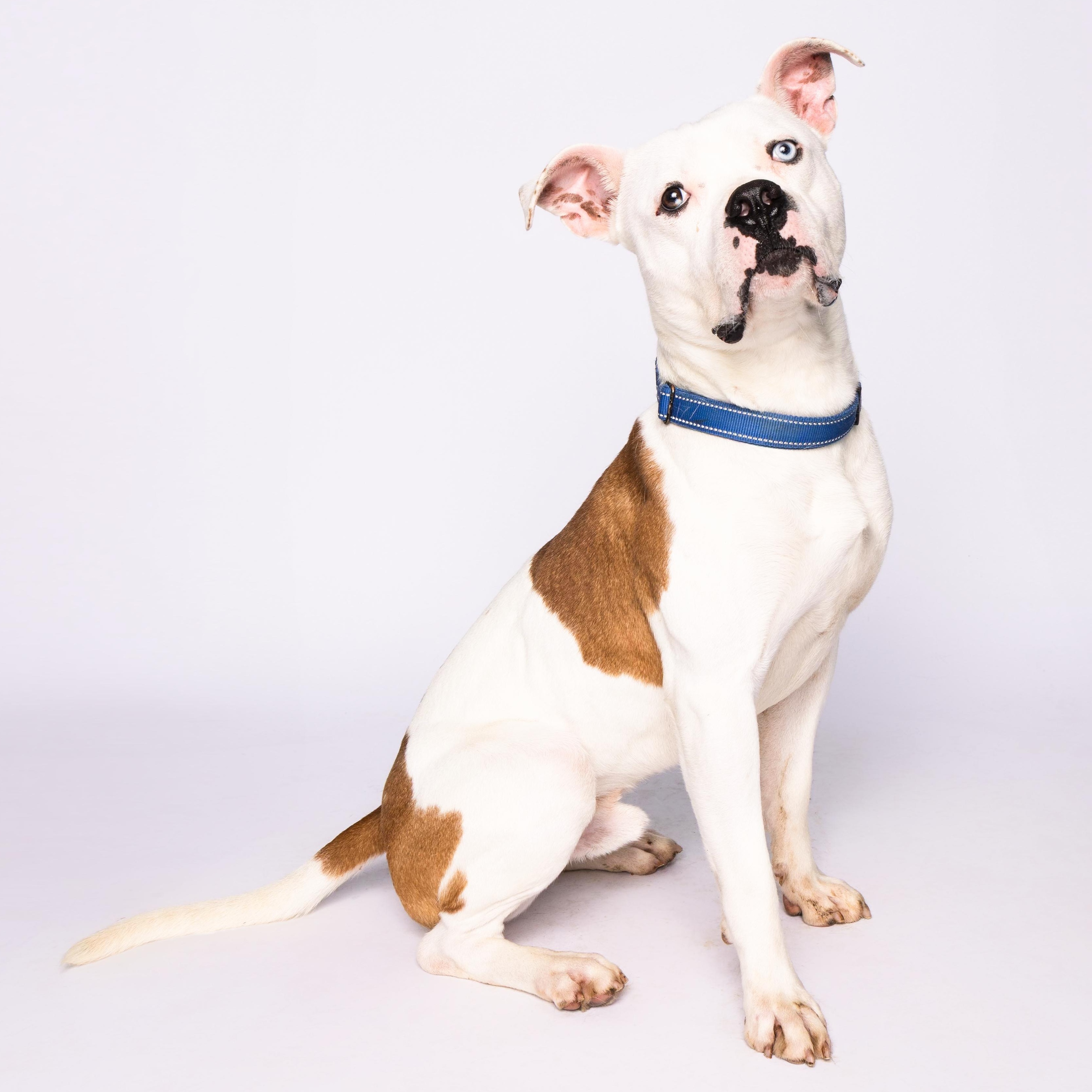 Nelly, a Adoptable mixed breed in Waterloo, IA image 2/5