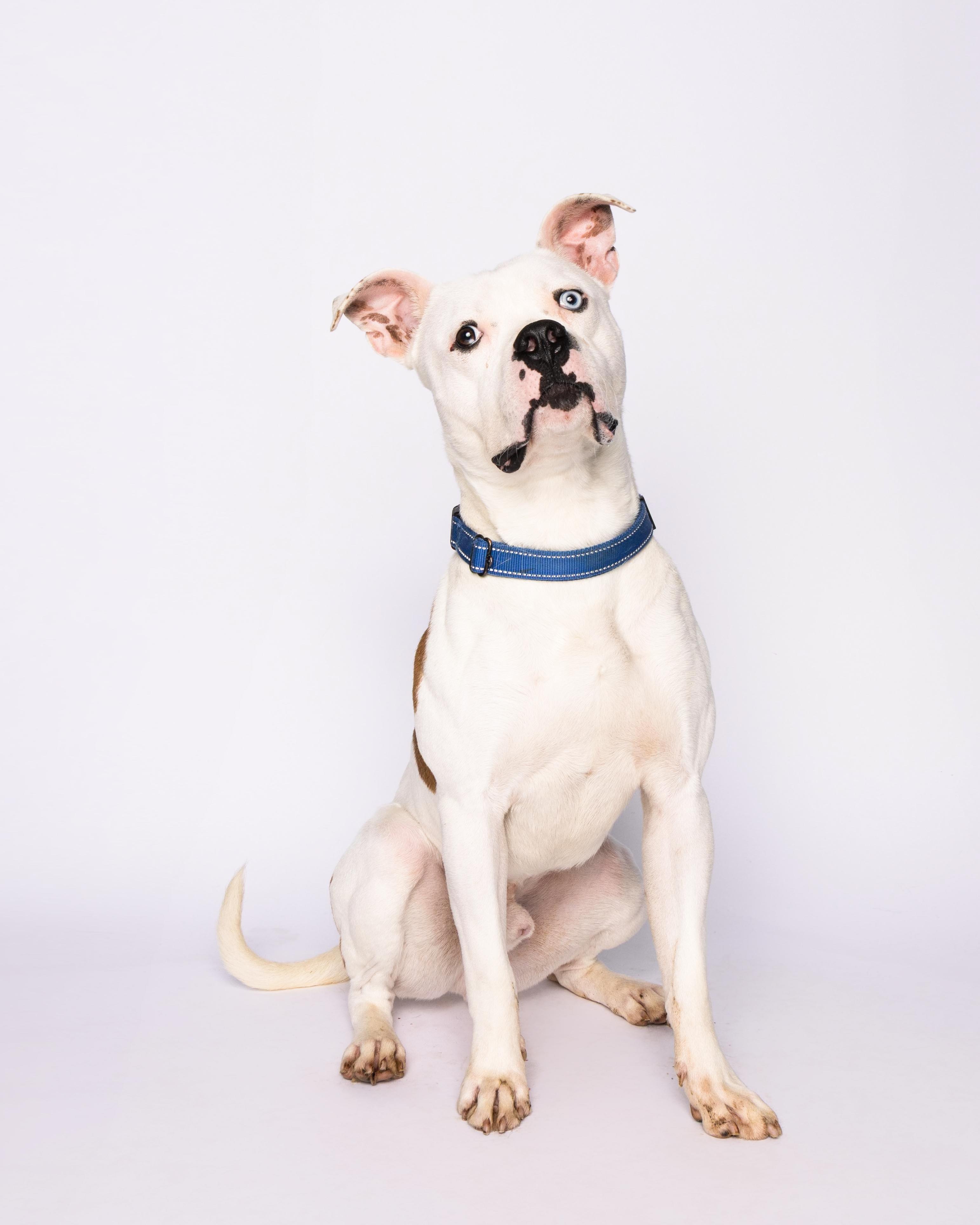 Nelly, a Adoptable American Staffordshire Terrier in Waterloo, IA image 2/6