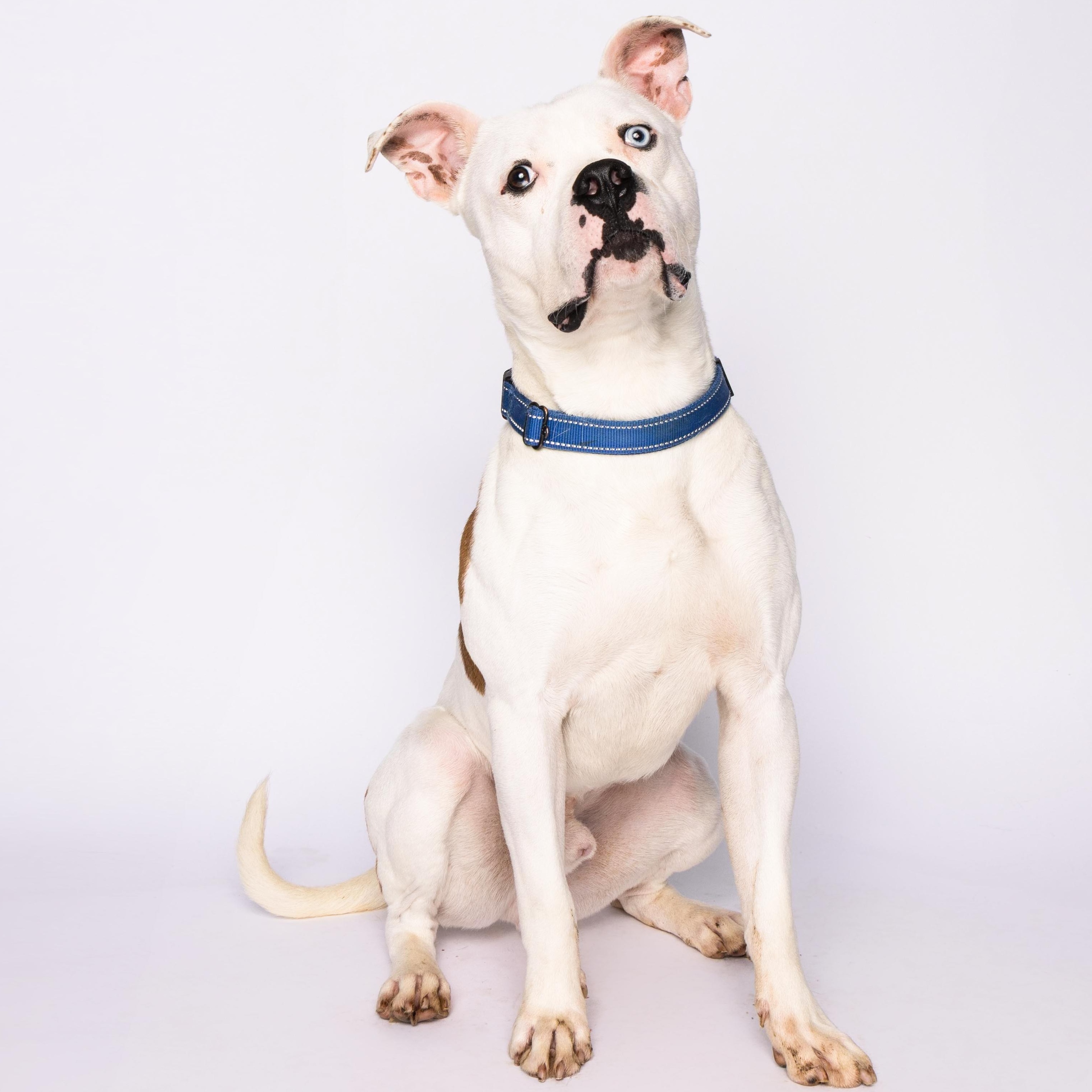Nelly, a Adoptable mixed breed in Waterloo, IA image 4/5