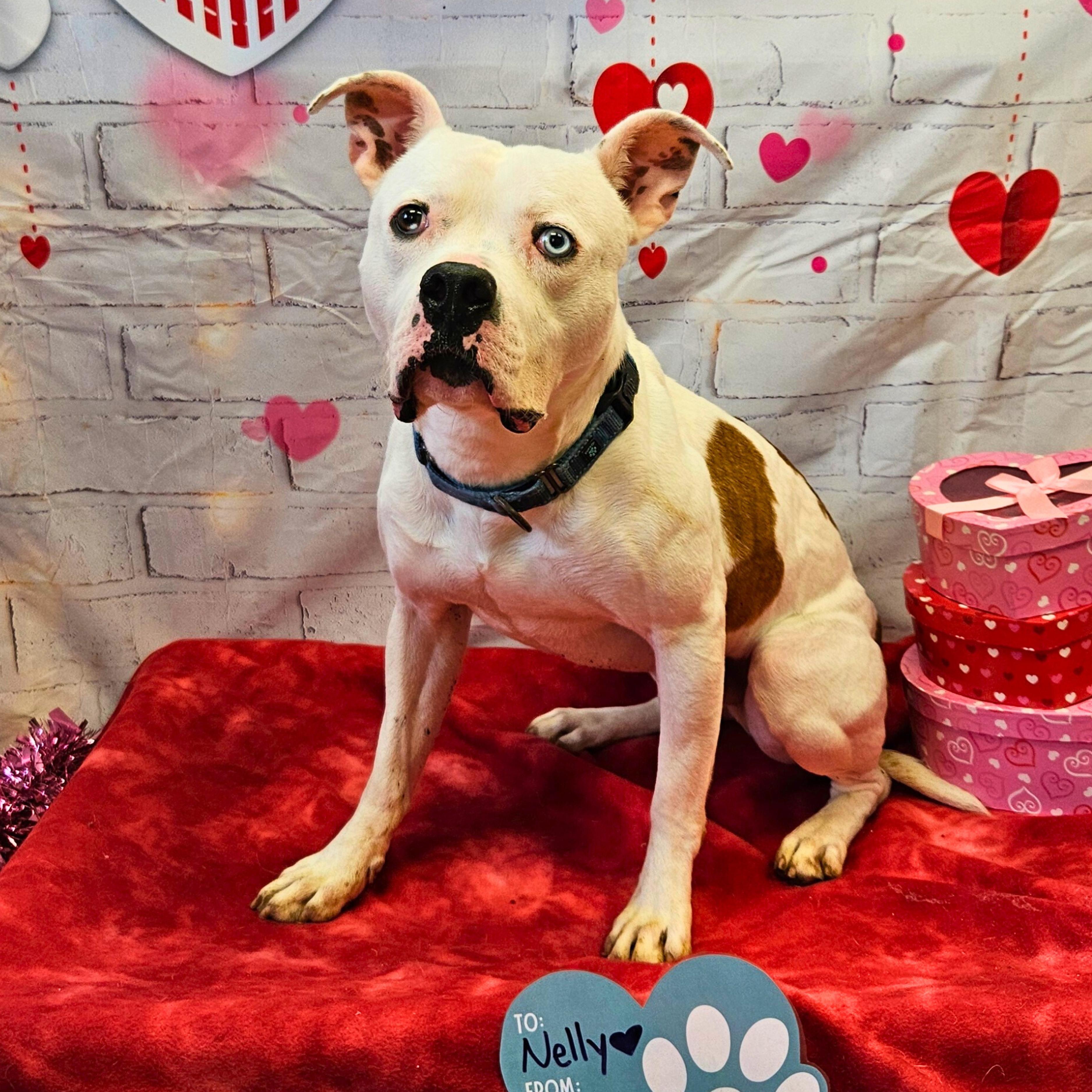 Nelly, a Adoptable American Staffordshire Terrier in Waterloo, IA image 1/6