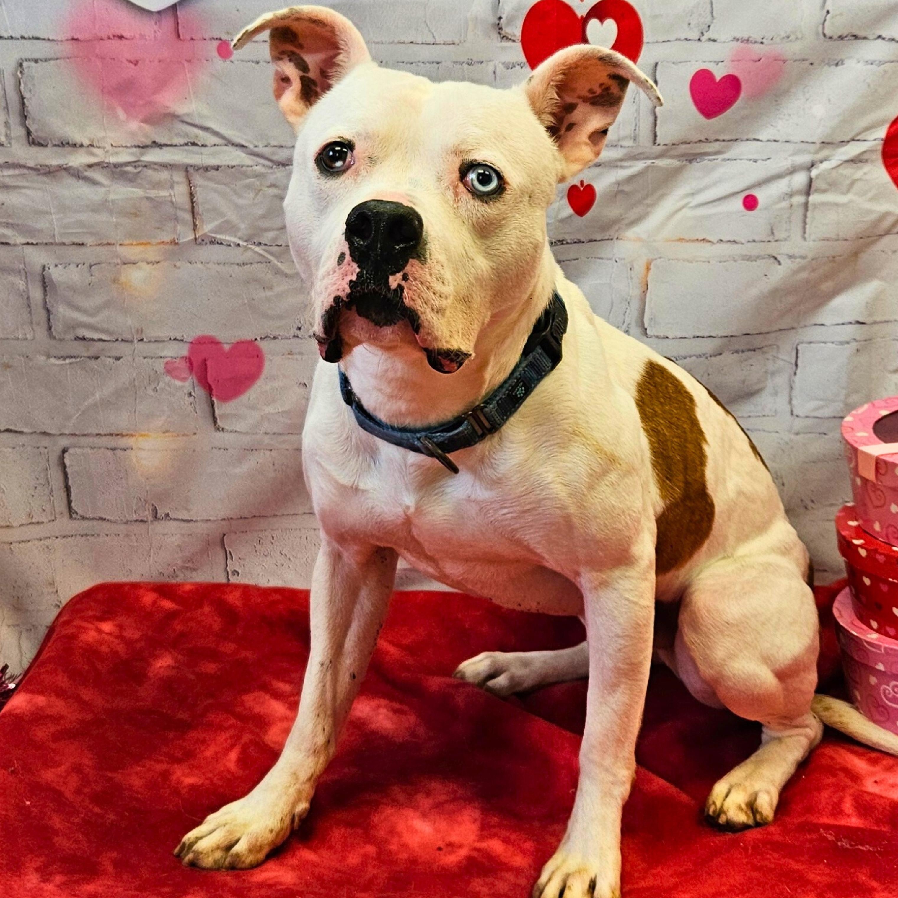 Nelly, a Adoptable mixed breed in Waterloo, IA image 3/5