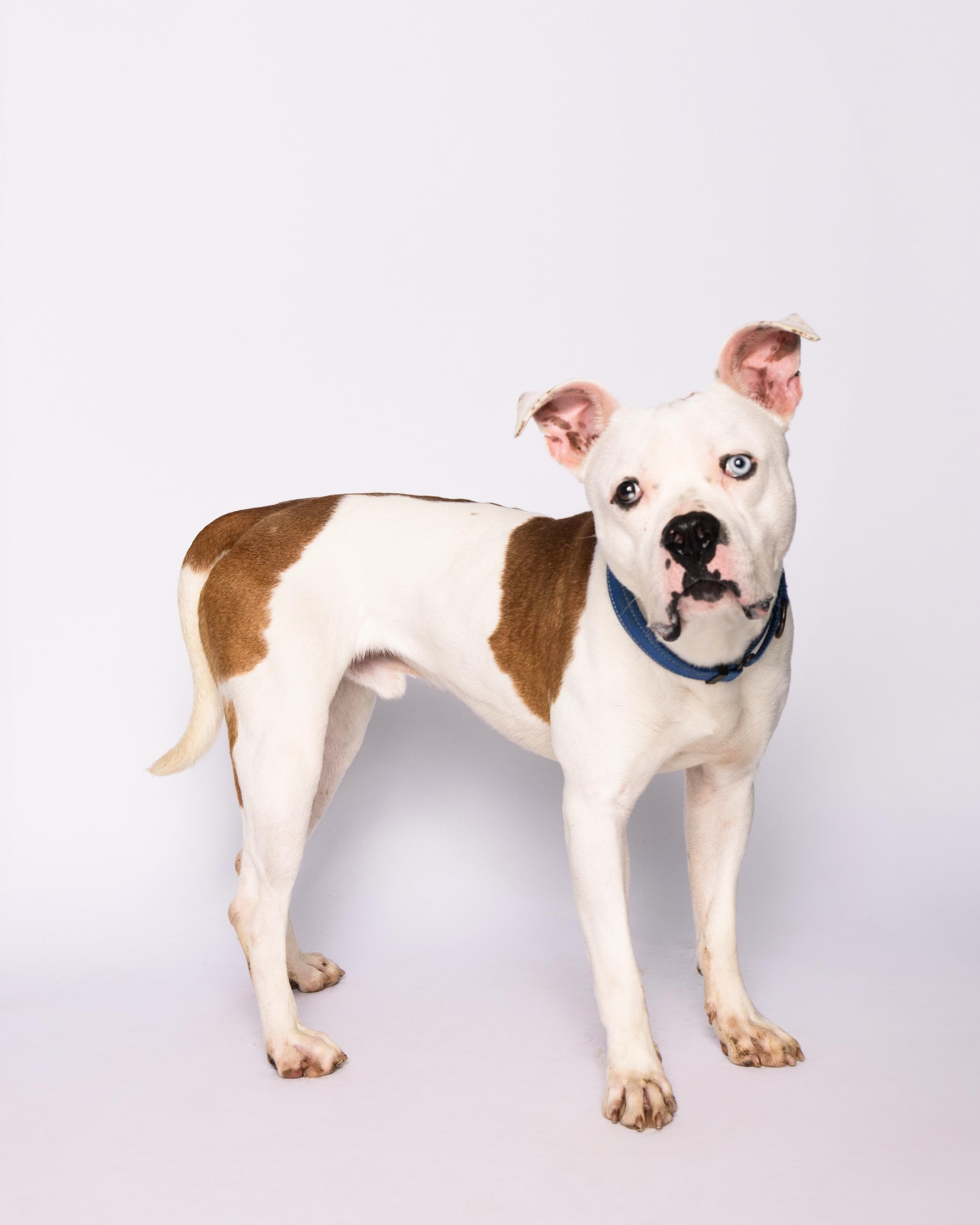 Nelly, a Adoptable American Staffordshire Terrier in Waterloo, IA image 6/6