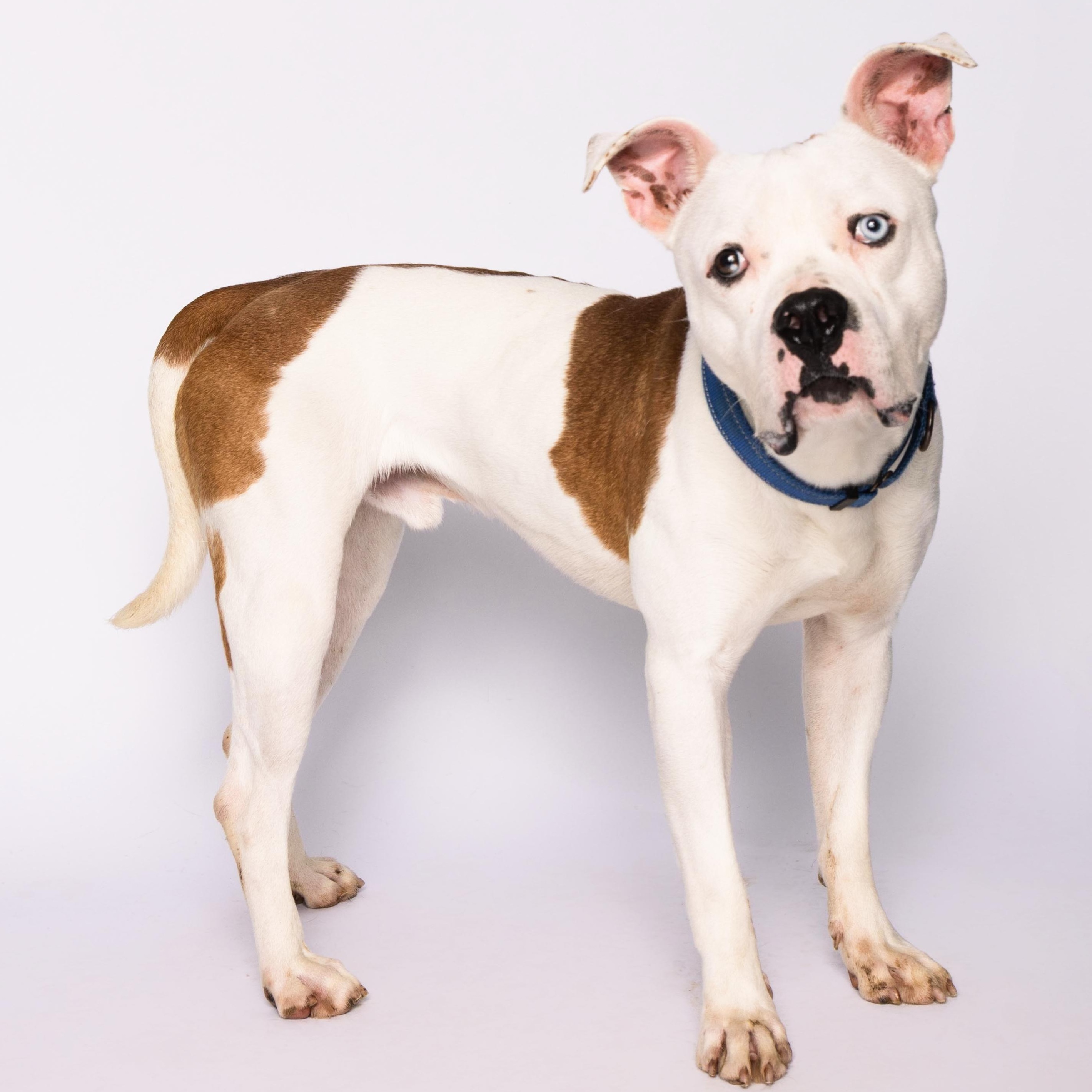 Nelly, a Adoptable mixed breed in Waterloo, IA image 1/5