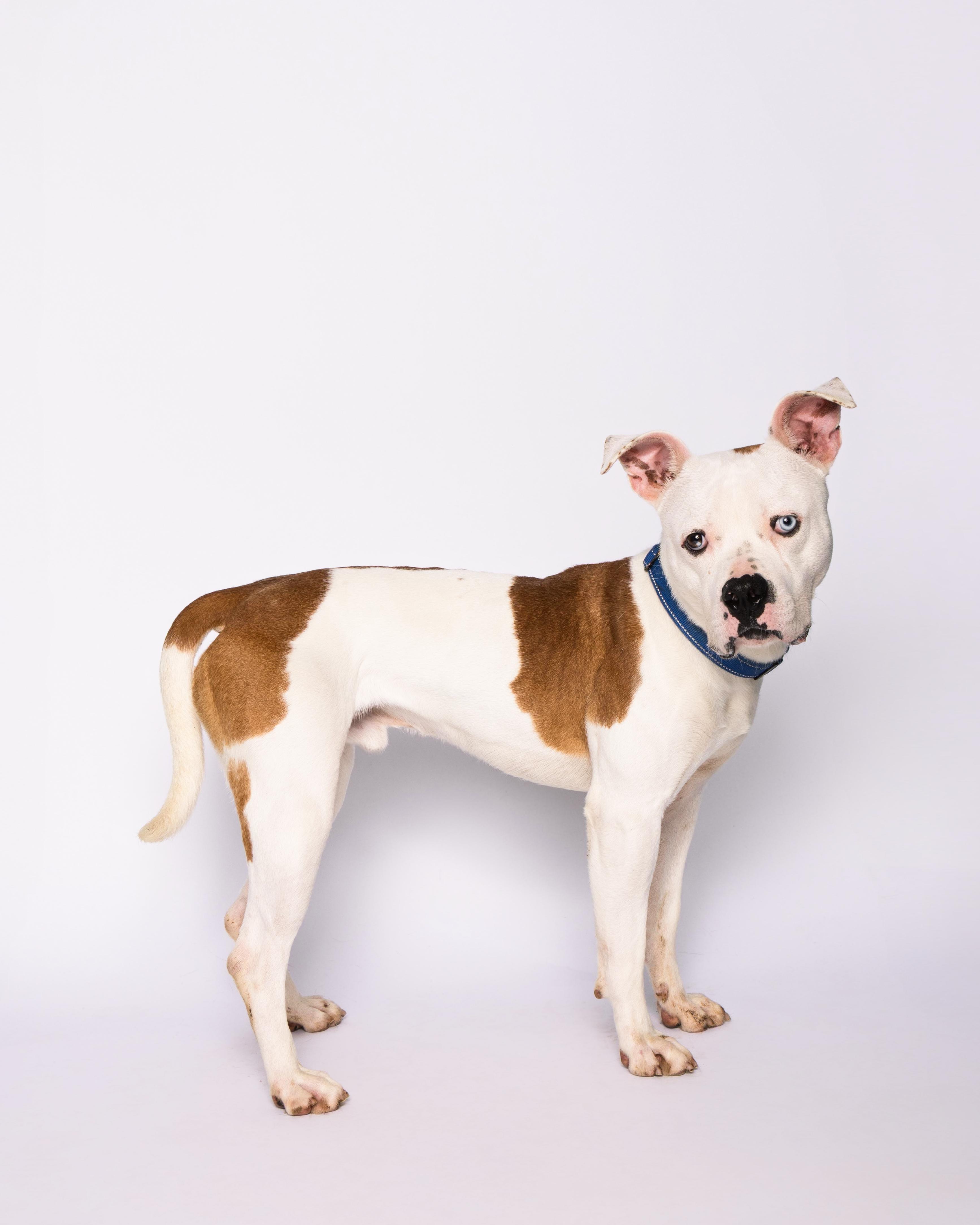Nelly, a Adoptable American Staffordshire Terrier in Waterloo, IA image 5/6
