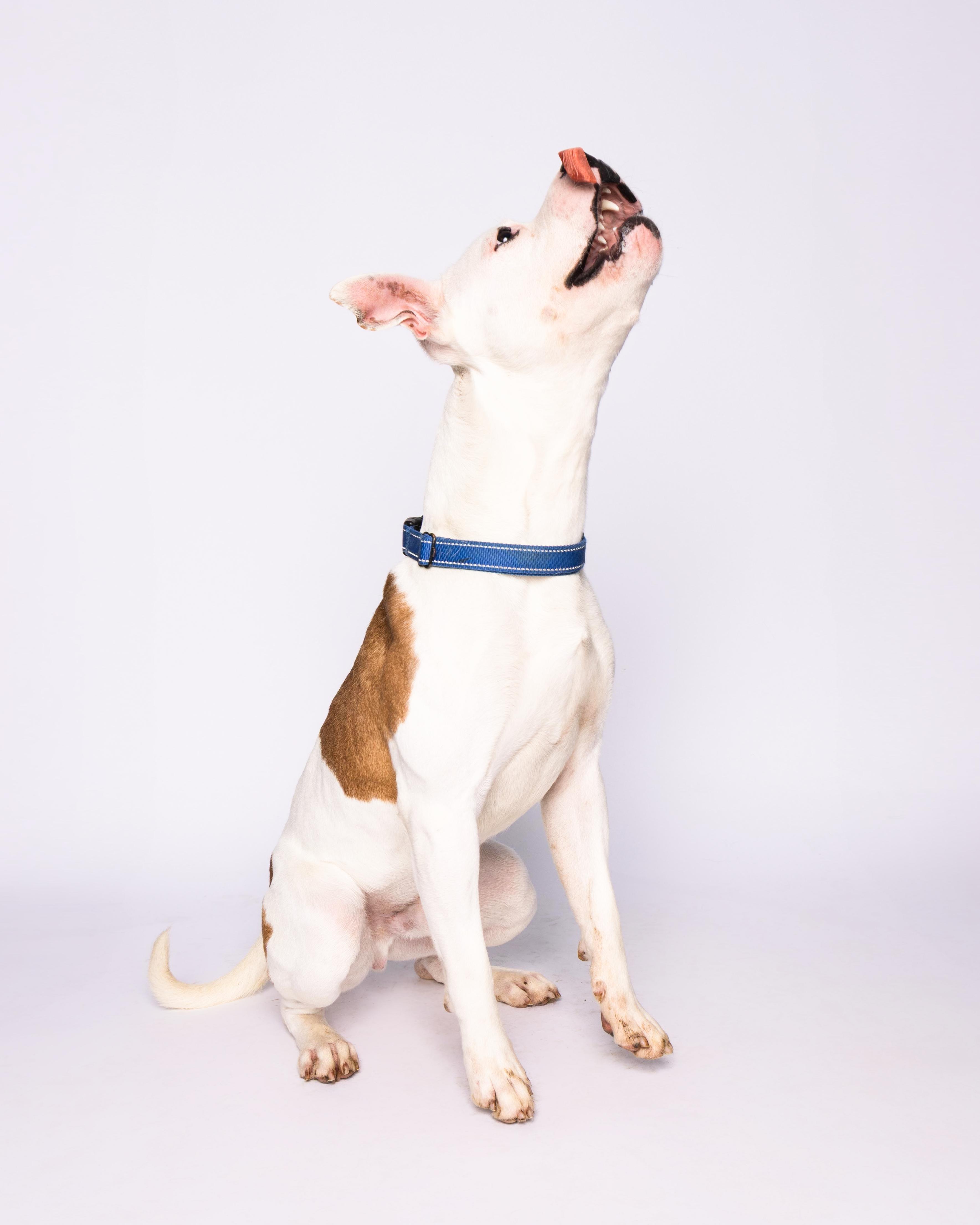 Nelly, a Adoptable American Staffordshire Terrier in Waterloo, IA image 4/6